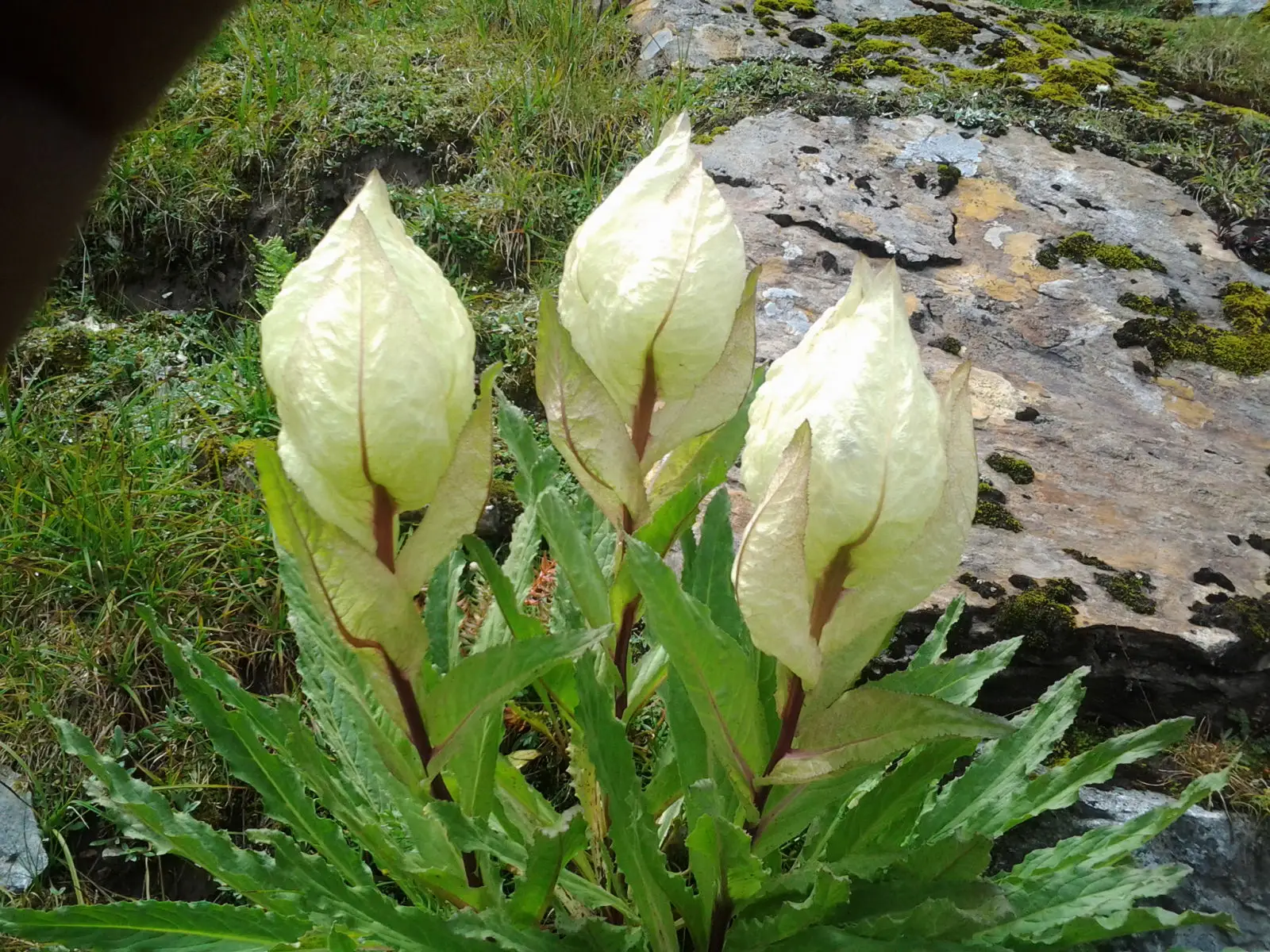Brahma Kamal — sacred Himalayan flower